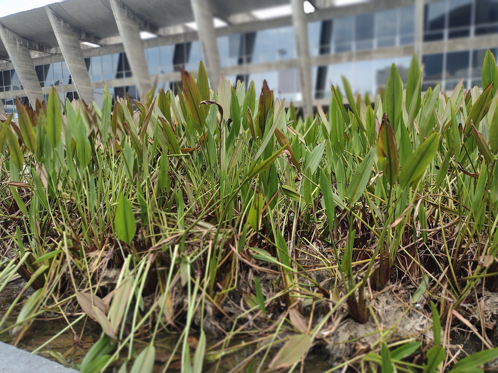 Imagem de referência de Lagos de Plantas Aquáticas do Museu de Arte Moderna, descrito nos dados abertos como monumento na cidade do Rio de Janeiro