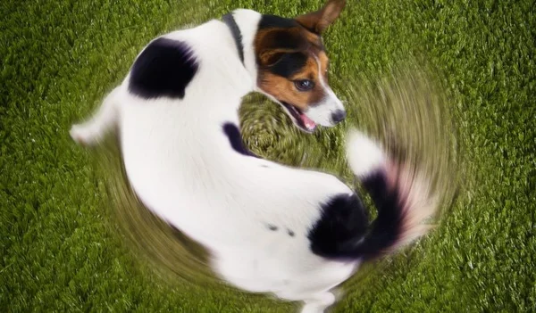 Shih tzu, pug e bulldogs: por que essas raças têm mais risco de dermatites