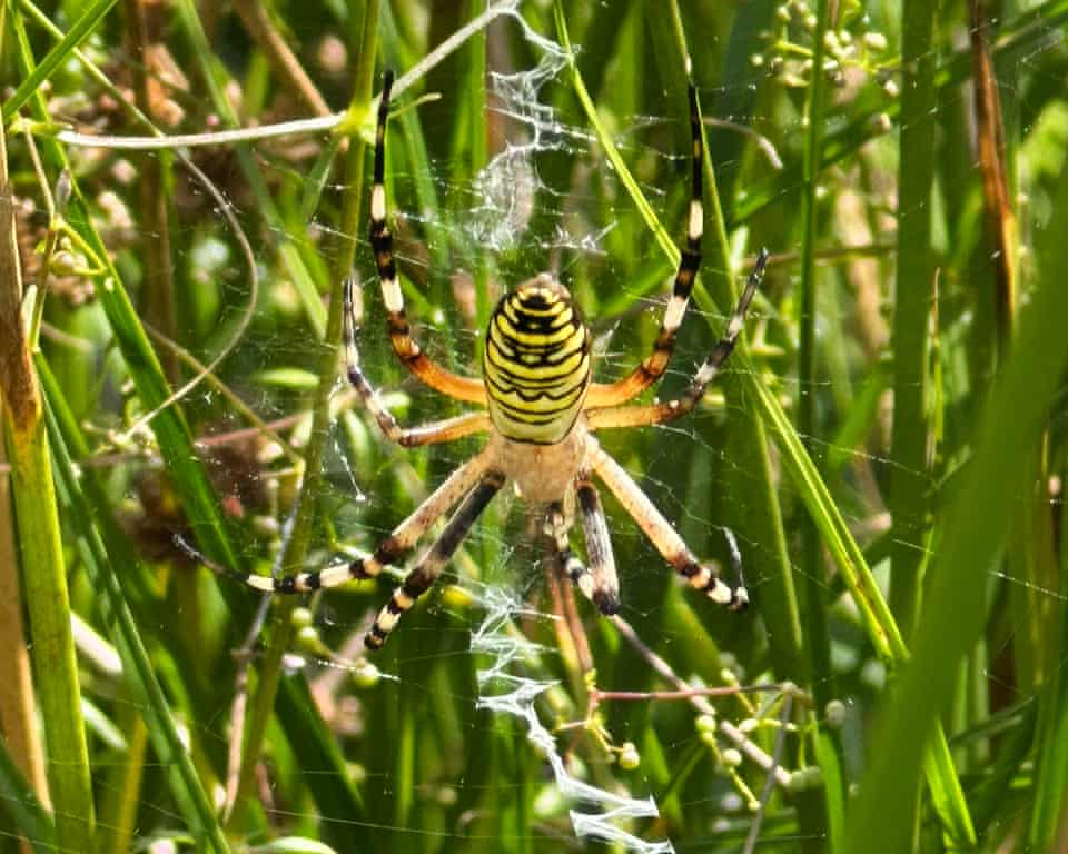 Semana na vida selvagem: um pequeno felino-tigre, ursos no quintal e umaouriça-do-mar rosa fruncida