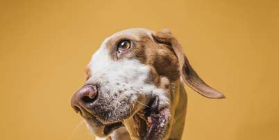 Se o cachorro lambe muito as patas, fique atento a estes sinais Foto: Freepik