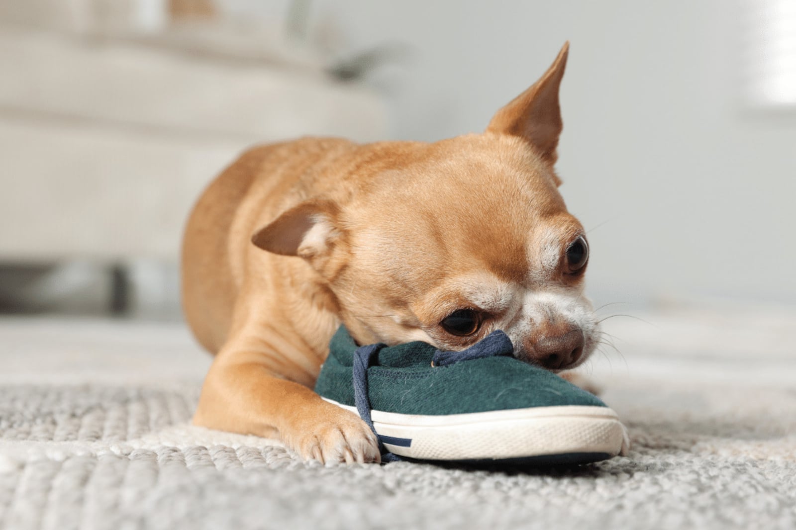 Por que o cachorro rói móveis e objetos? Veja 7 dicas para lidar com o comportamento Portal EdiCase