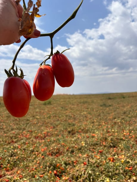 Do híbrido à colheita: como a tecnologia está mudando o cultivo do tomate