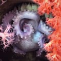 Confirman el hallazgo de 57 nuevas especies en la expedición submarina del Conicet que fue furor