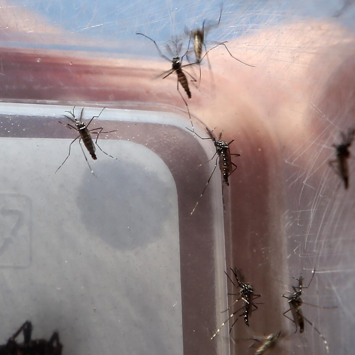 Surto de dengue na Flórida é o maior registrado nos Estados Unidos continentais nas últimas décadas