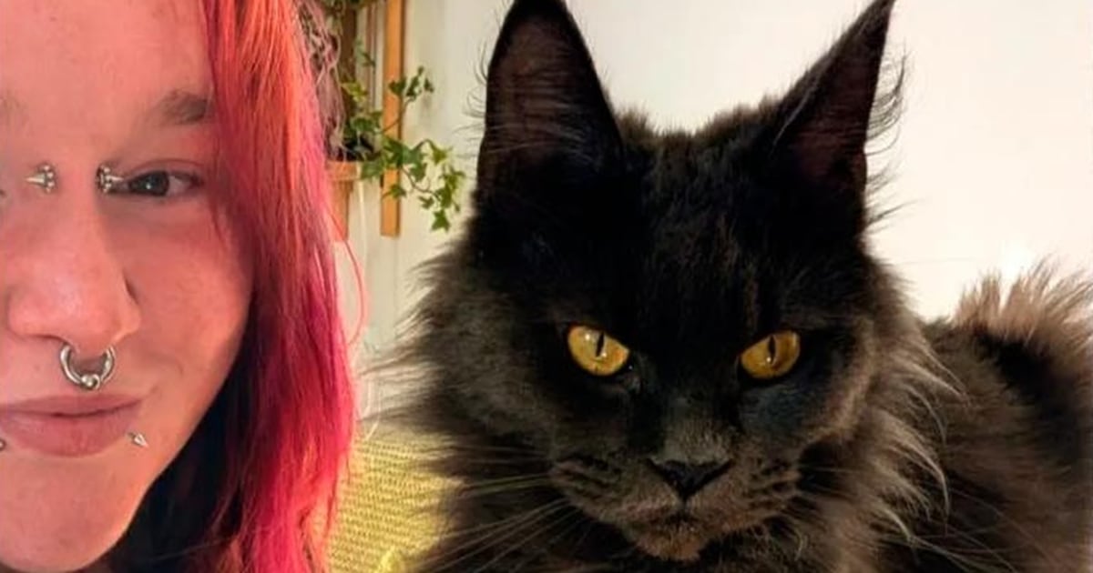 Mulher revela método inusitado que utilizou para recuperar gata que fugiu de casa; entenda