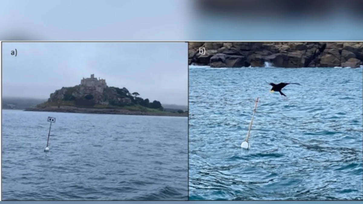 "Espantalhos flutuantes" ajudam a evitar morte de milhares de aves marinhas