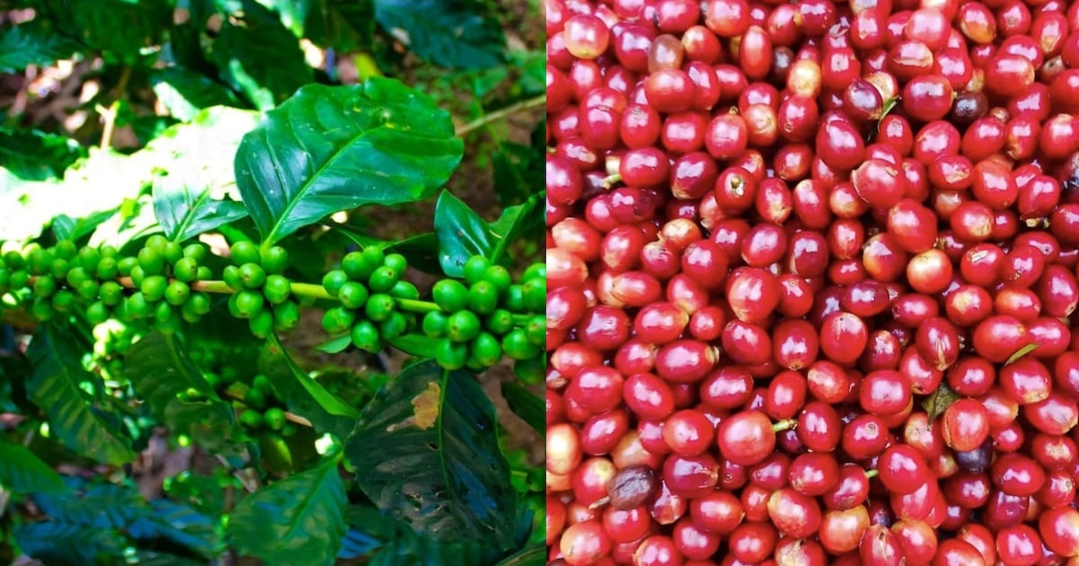 Café no Ceará: tradição de 200 anos esconde sabores surpreendentes na serra