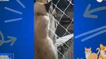 Mulher revela método inusitado que utilizou para recuperar gata que fugiu de casa; entenda