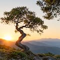 Qué significa el proverbio chino: “Un árbol torcido vive su propia vida, pero un árbol recto se convierte en madera”