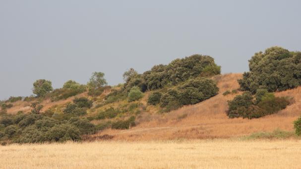 Reto visual: ¿Eres capaz de encontrar a los buitres en menos de 30 segundos?
