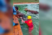 Os dois animais foram retirados da piscina com segurança e sem ferimentos aparentes