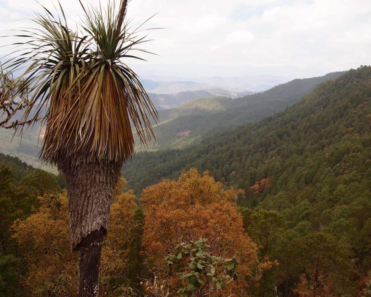 Quatro anos após as promessas da Cop15, nossos alvos de biodiversidade estão escorregando