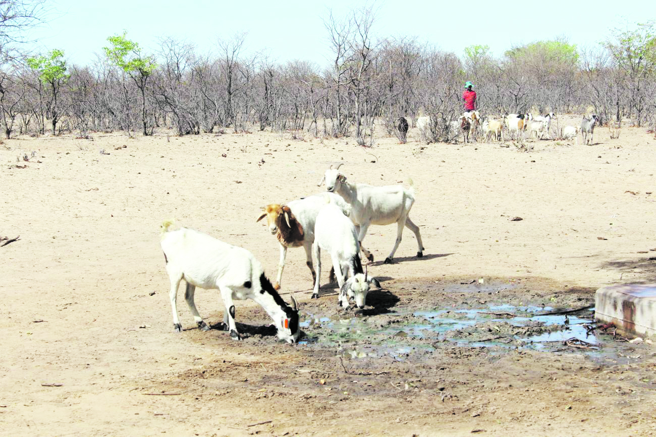Apicultores querem que a Lei de Saúde Animal abranja as abelhas