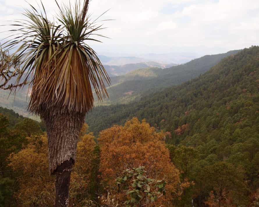 Quatro anos após as promessas da Cop15, nossos alvos de biodiversidade estão escorregando