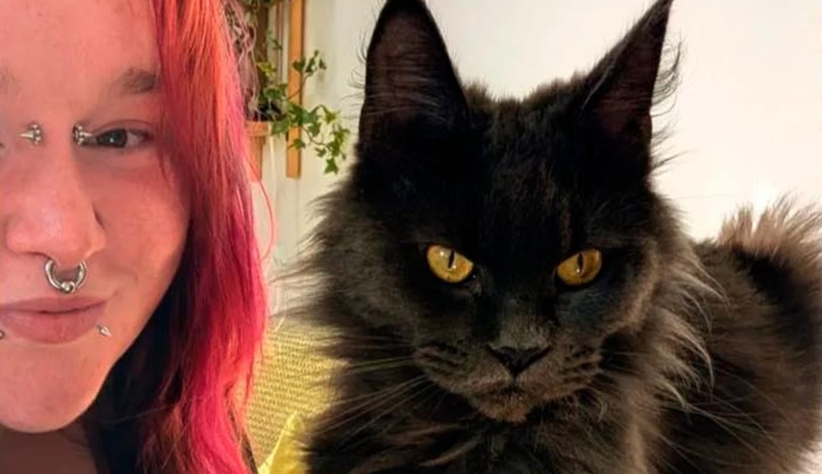 Tutora da gata Ivy usou um truque sujo para conseguir que ela voltasse para casa Reprodução/Instagram