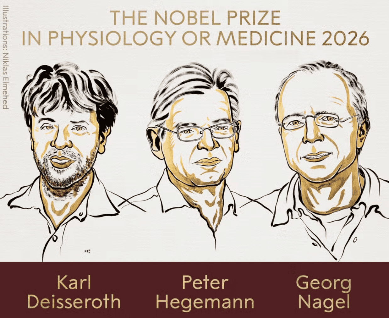 Prêmio Nobel da Medicina: como uma alga ajudou cientistas a criar um “interruptor” para o cérebro