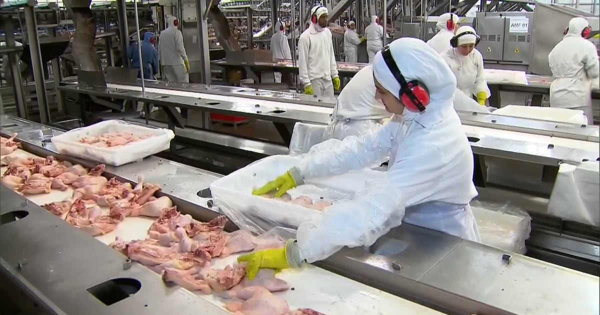 Maior compradora de frango do Brasil, China aumenta a produção em 9% no primeiro semestre de 2026