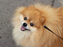 Festa de aniversário para cachorro? O cardápio tem até coxinha e brigadeiro