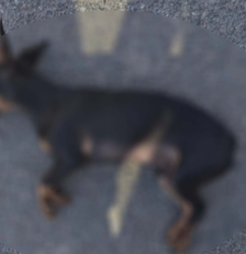 Filho denuncia o próprio pai contra maus-tratos a cachorro e leva o animal morto até a Polícia Foto: Reprodução