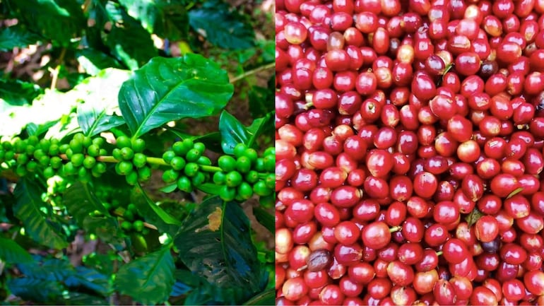 Café no Ceará: tradição de 200 anos esconde sabores surpreendentes na serra