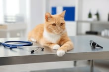 Mulher revela método inusitado que utilizou para recuperar gata que fugiu de casa; entenda