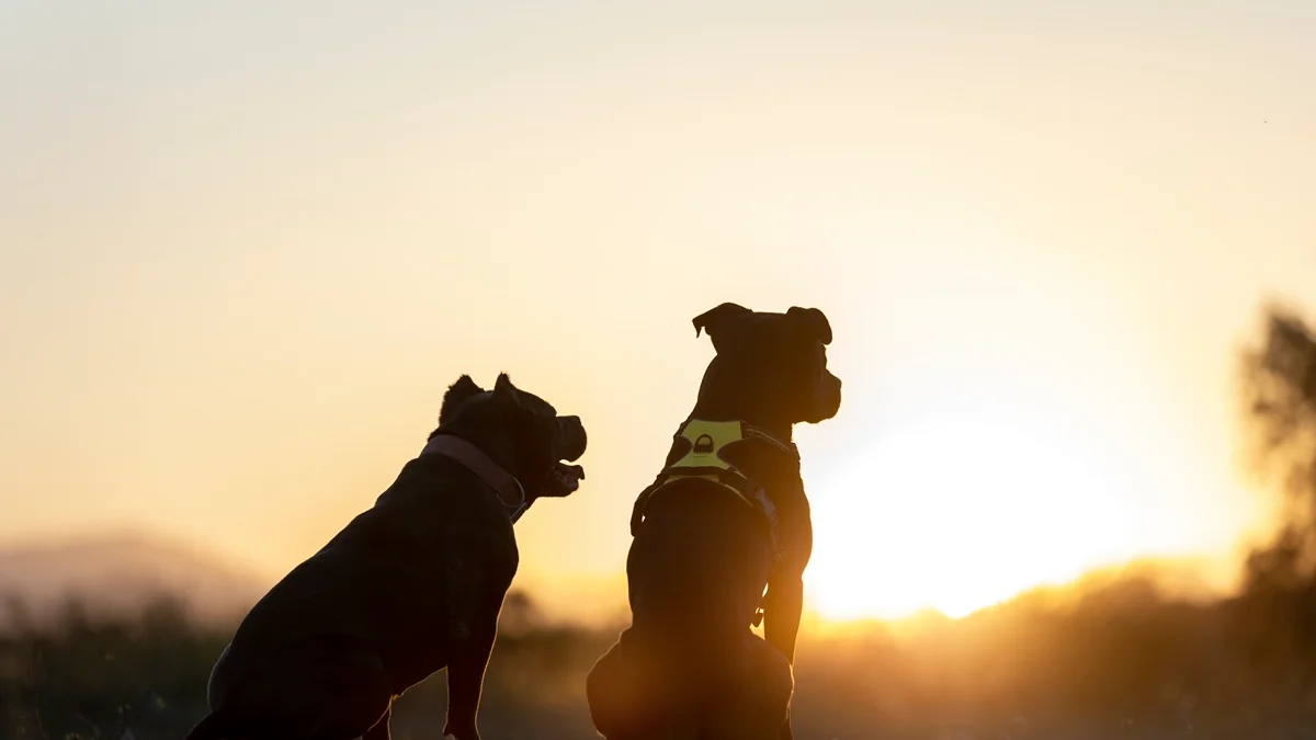 Calor extremo: tutores devem tomar cuidado para evitar hipertermia em pets
