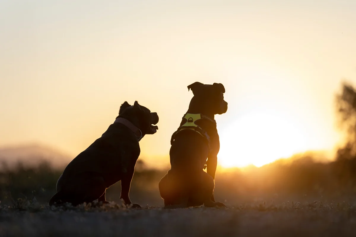 Calor extremo: tutores devem tomar cuidado para evitar hipertermia em pets